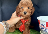 A KALİTE RED BROWN TOY POODLE BEBEKLER